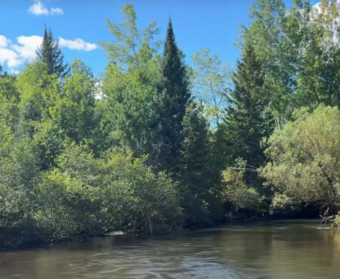 A riverbank lined with lush green trees and bushes under a bright blue sky with scattered clouds.