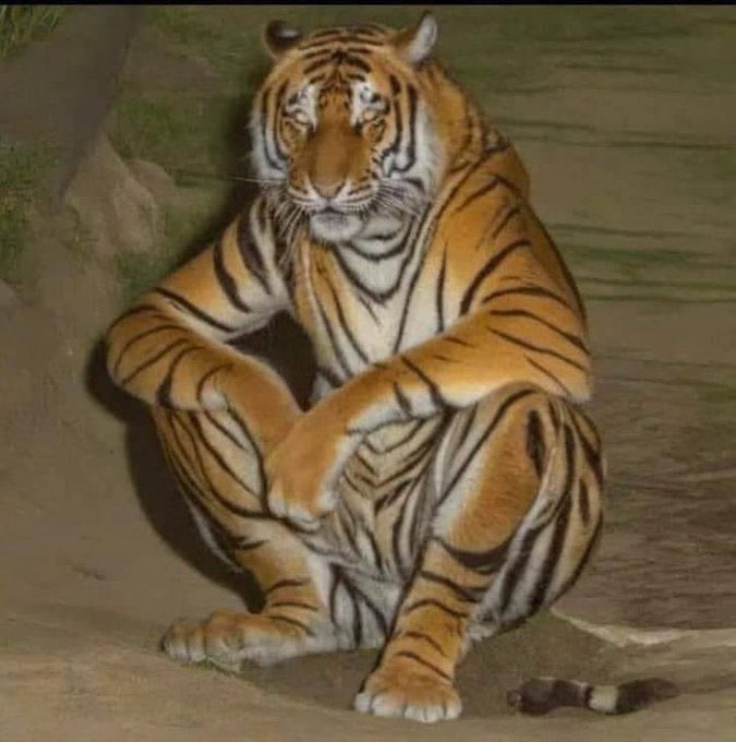 A tiger sits in an unusually human-like squatting pose with its arms crossed, looking forward. The image humorously captures a contemplative or philosophical mood that pairs with the post's "SZN" theme, as the tiger appears thoughtfully poised amid the flurry of new memecoins, NFTs, and crypto experiments emerging in the market.