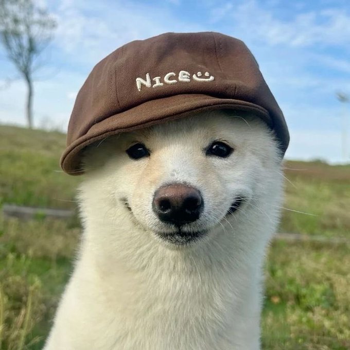 A close-up of a white dog wearing a brown cap embroidered with 'NICE' and a smiley face, set against a grassy field and cloudy sky.