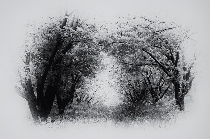 A black and white artistic rendering of trees with foliage forming a circular, almost ghostly frame around an open, misty clearing.
