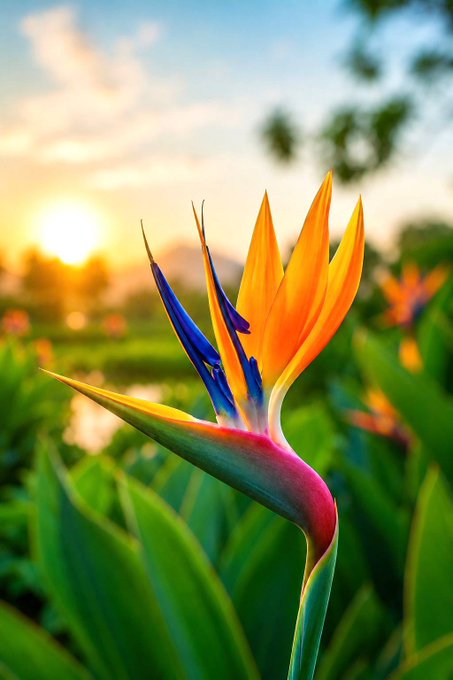 A vibrant Bird of Paradise flower (Strelitzia) with orange and blue petals in the foreground against a sunset landscape.
