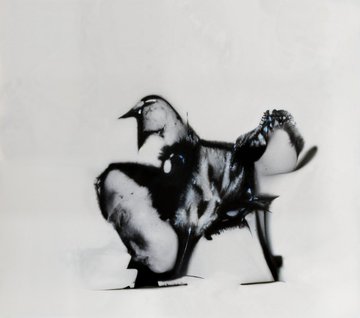 A black and white ink illustration of a rooster with flowing feathers rendered in an artistic, splattered ink style on a white background.