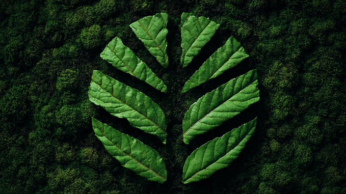 Green leaves arranged in a symmetrical radial pattern forming a flower-like design against a textured dark green mossy background.