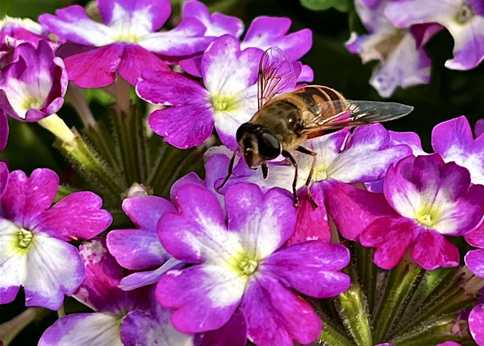 A close-up nature photograph of a bee resting on vibrant pink and white primrose flowers.