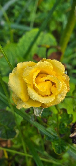 A close-up photograph of a yellow rose covered in dew drops, surrounded by green foliage.