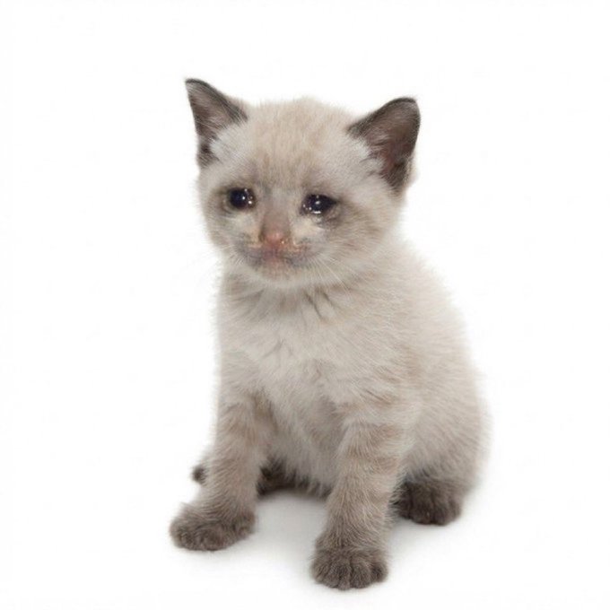 A small Siamese kitten with cream-colored fur and dark brown markings on its face, ears, and paws sits against a white background looking at the camera.