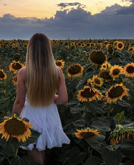 A woman in a white dress walks through a field of sunflowers at sunset, symbolizing her journey and growth in Web3.