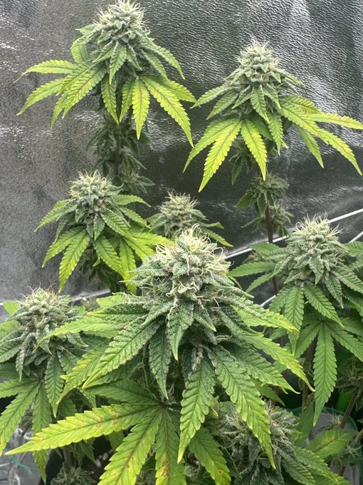 A close-up of a mature cannabis plant with large, frosty buds and vibrant green fan leaves growing inside a grow tent with reflective silver walls.