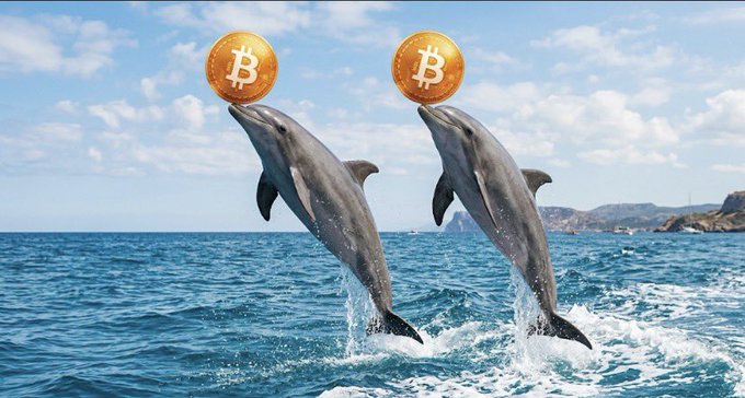 A surreal image of two dolphins leaping out of the ocean in unison, each balancing a golden Bitcoin coin on its nose.