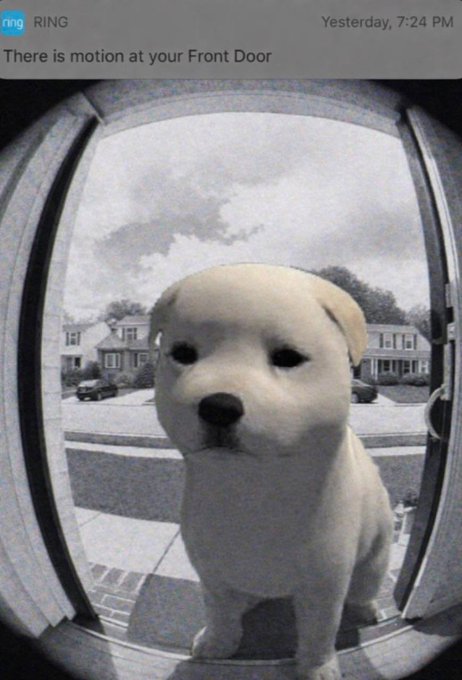 The image shows a small white dog sitting at the bottom of an open door, looking up towards its owner who has just sent them a text message. The text message reads "There is motion at your Front Door", indicating that someone has recently entered their home through the front door.