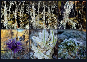 A collage shows frost-covered plants, ice-coated grasses, and several close-up flowers or thistles in outdoor settings.