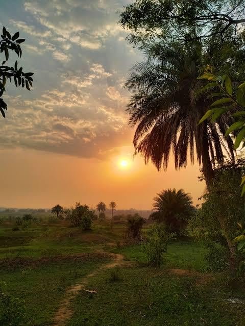 A serene sunset over a lush landscape with palm trees and grassy fields evokes the promise of a fresh, vibrant morning — perfectly matching the post's wish for everyone to have an energetic and lively start to their day.