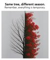 A book cover titled 'Same tree, different season' with the subtitle 'Remember, everything is temporary' features a tree with red autumn leaves.