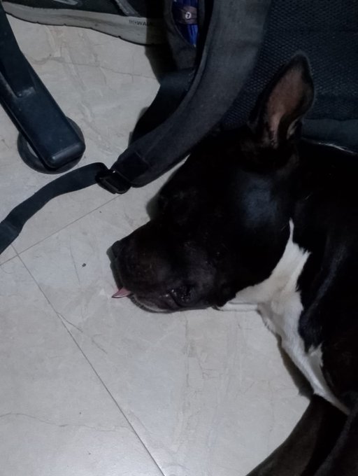 A black and white dog, possibly a French Bulldog, sleeping on a tiled floor with its eyes closed, resting beside what appears to be a backpack.