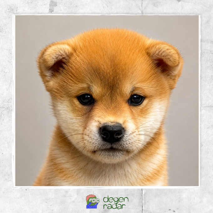 A close-up portrait of an adorable tan Shiba Inu puppy with dark, soulful eyes is displayed against a plain background, framed with a "degen radar" watermark at the bottom. The image ties directly to the post about the $DOG Solana memecoin, using the cute dog imagery to represent the canine-themed meme token whose creator accidentally sent 80% of the supply (likely intended for crypto influencer Ansem) instead of the planned 65%.