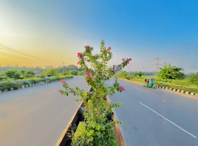 The image features a small tree with pink flowers growing next to an empty road. There are no people or vehicles visible in the scene, giving it a peaceful and serene atmosphere. The photo has been edited to include text that reads "gm good morning, for being here today, still dreaming about tomorrow, @useTria Im bullish, @wallchain @quipnetwork x @TheARCTERMINAL". This adds an artistic touch to the image while maintaining its natural beauty of a tree with pink flowers.