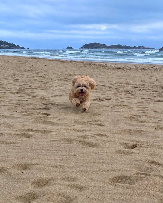 A small, fluffy, light-brown dog runs enthusiastically toward the camera across a sandy beach, with ocean waves and distant hills in the background.