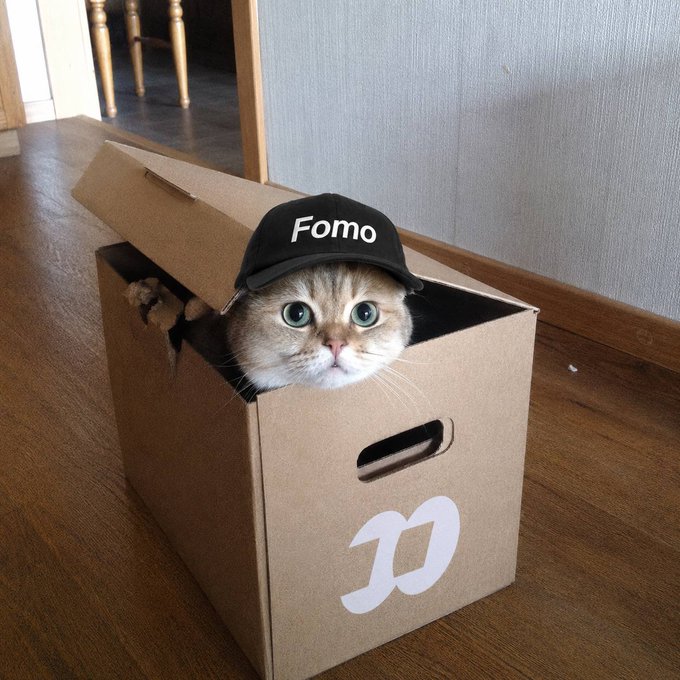 A meme image of a Scottish Fold cat wearing a black 'Fomo' cap, sitting inside a cardboard box printed with the Dymo logo on a wooden floor.
