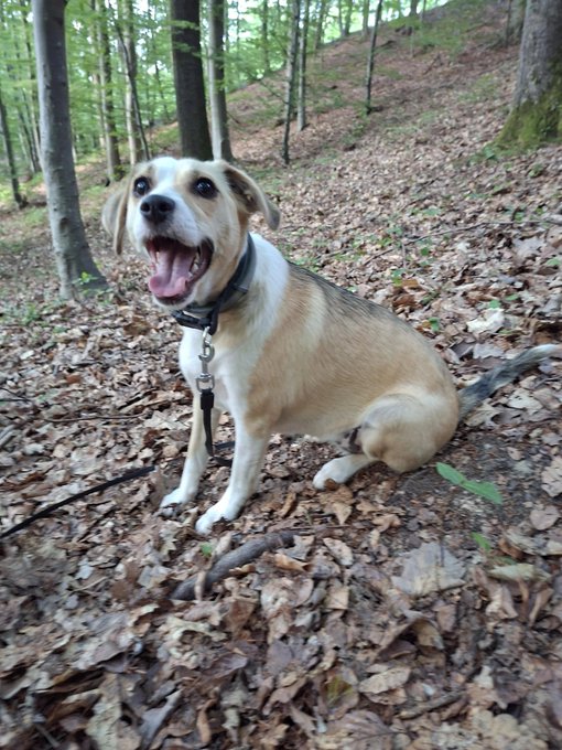 A happy tan and white dog sitting on a forest floor covered in fallen leaves, mouth open and tongue out, wearing a black collar with a leash attached.