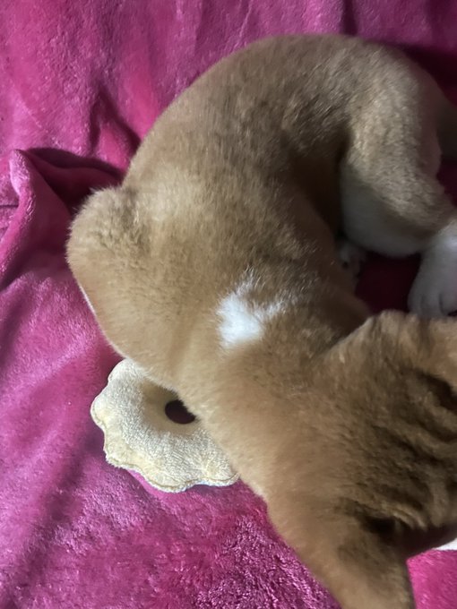 The image features a brown dog with white spots, lying down on its back on a pink blanket or bedspread. The dog appears to be resting comfortably, with only one patch of fur missing from its back. The caption of the image reads "I only have one patch on my fur and it looks like a crescent moon $DOG GO TO THE MOON". This phrase is likely a reference to the dog's unique appearance or a playful way of describing the missing fur patch.
