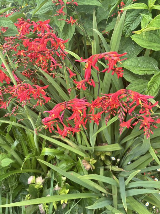 A vibrant cluster of red crocosmia flowers with long, sword-like green leaves grows in a lush garden setting.
