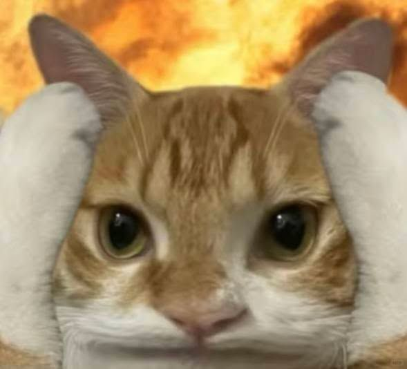 A stressed-looking cat with its paws over its ears. This image visually represents the overwhelming feeling of analyzing trading pools like Pool A (bin step 20, TVL 80k, vol 5min 150k) and Pool B (bin step 80, TVL 40k, vol 5min 400k) with the same 1 SOL capital.