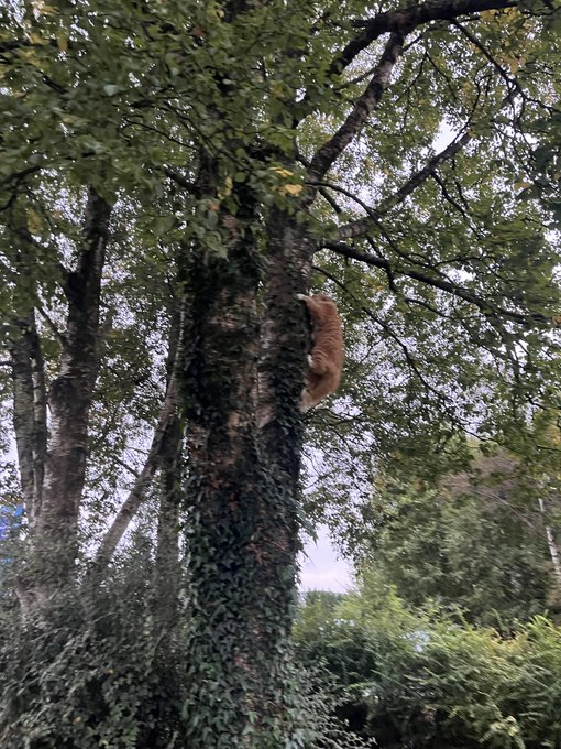 An orange cat climbing up the ivy-covered trunk of a tree in a lush green outdoor setting.