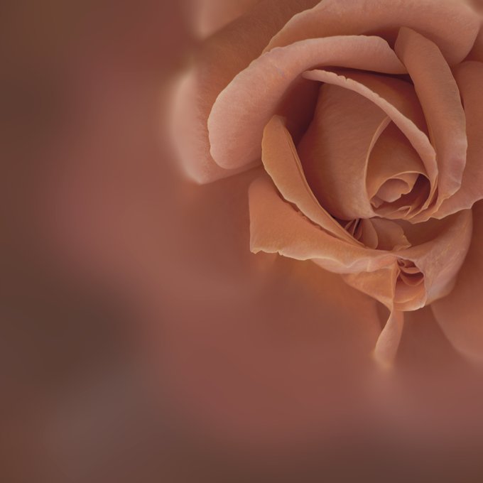 A close-up photograph of a peach-colored rose with soft, layered petals, illuminated against a blurred dark background.