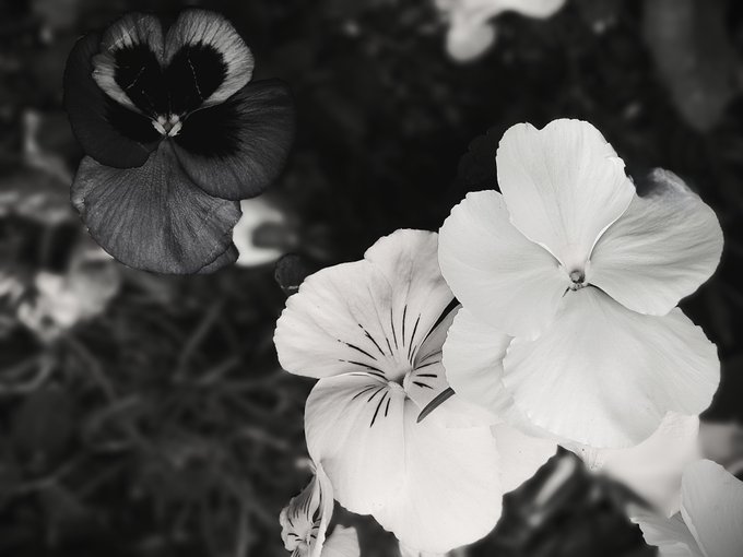 A black and white close-up photograph of pansy flowers, highlighting the delicate patterns on their petals.