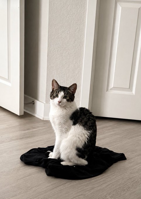 A white and grey tabby cat sits attentively on a crumpled black piece of clothing on a light wood floor, positioned near a white door and baseboard.