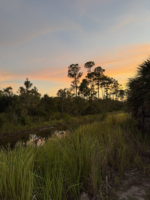A scenic landscape at sunset featuring a small pond, tall grasses, and a line of pine trees silhouetted against the sky.