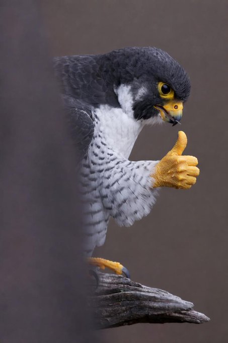 A falcon or hawk giving a thumbs-up gesture while perched on a wooden branch, partially obscured by a blurred foreground element.