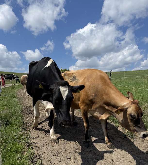 Two cows—one black and white, the other tan—stand on a dirt path in a sunny green field under a partly cloudy sky, with ear tags visible on each. The bull and cow visually play on the poster's "feeling bullish" remark about their honeymoon encounter, tying the livestock imagery to their crypto trading optimism.