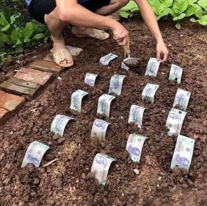 A person squats in a garden and uses a trowel to plant or tend to rows of small trees, each with a rolled-up banknote as a wrapper on its trunk.