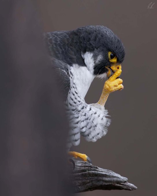 A detailed digital illustration of a peregrine falcon with dark gray plumage and bright yellow talons, perched thoughtfully on a wooden branch with one claw raised to its beak.