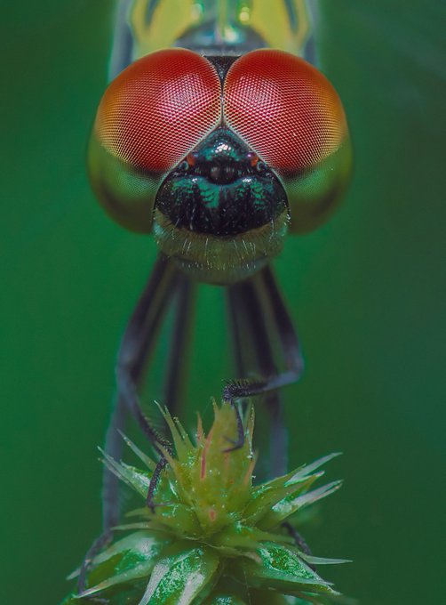 An extreme macro photograph of a green insect with striking large red eyes perched on a green plant bud.