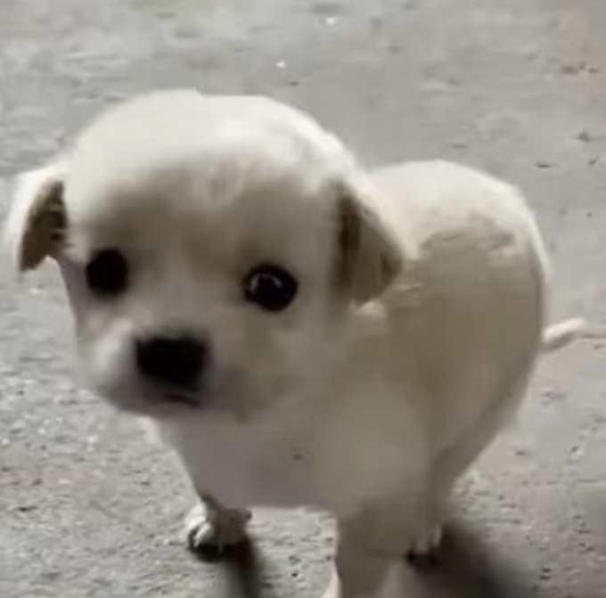 A small, adorable cream-colored puppy stands on a light floor, looking up at the camera with big eyes.
