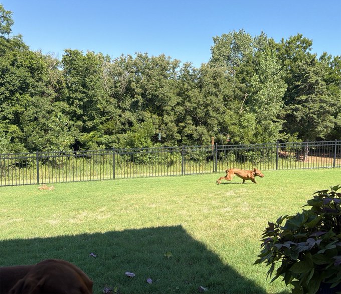 A brown dog sprints across a fenced backyard in hot pursuit of what appears to be a small animal (possibly a rabbit) near the treeline, while another dog's head is visible in the foreground watching the action. The image humorously illustrates the post's request to "GM to the GMers" (good morning), as the dog owner humorously asks the viewer to help retrieve whatever their pet has caught or is chasing.
