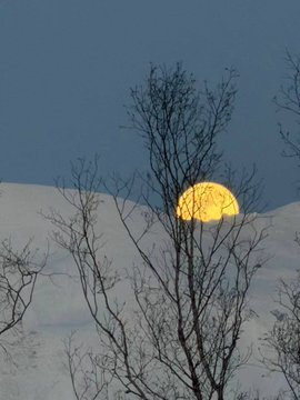 A glowing full moon rises behind silhouetted bare tree branches against a twilight sky, with a pale snowy hillside in the background. The image's hidden, partially obscured moon mirrors the post's theme of $zec (Zcash) as "encrypted Bitcoin"—a cryptocurrency concealed in mystery, much like the moon veiled by branches.