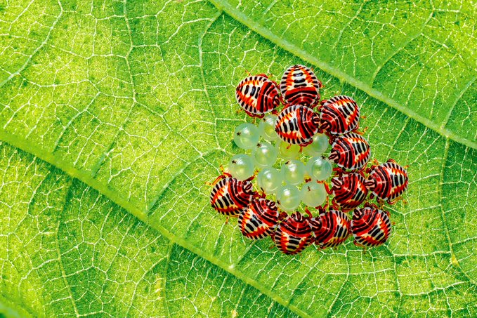 A close-up macro photograph of striped red, black, and white stink bug nymphs gathered in a circular cluster around pale green eggs on a vibrant green leaf.