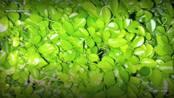 Close-up of lush green foliage with camera interface overlays reading 'PROOF OF STAY verified outdoors' and 'CURRENT STREAK DAY 2.'