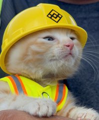 An orange and white kitten wearing a yellow construction hard hat and a high-visibility safety vest, fitting the caption's reference to a kitten named Sue who was rescued from a Komatsu excavator by a construction crew in Ohio and became the inspiration for BSC's $SUE cat coin.