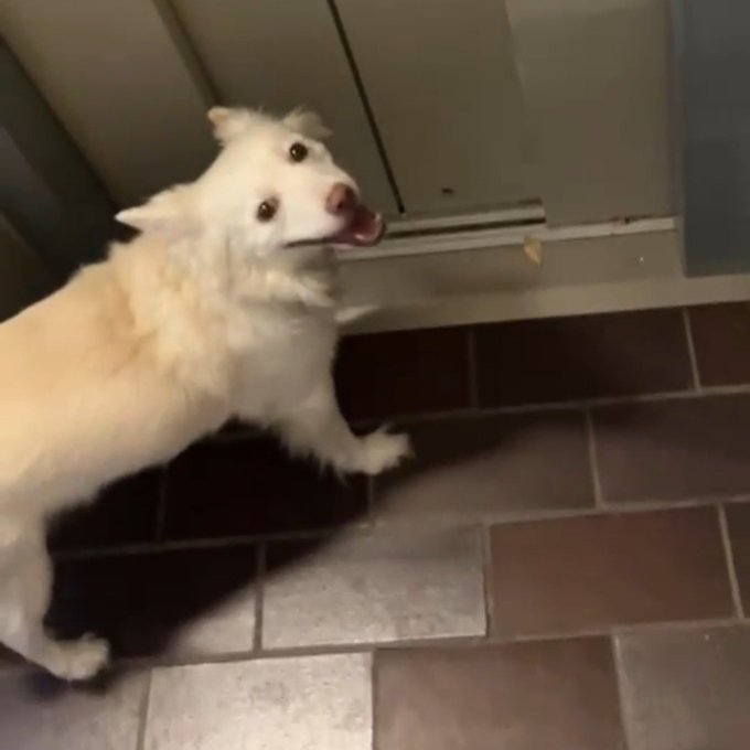 A fluffy white dog with its mouth open and tongue visible stands on a tiled floor near a doorway, looking up at the camera.