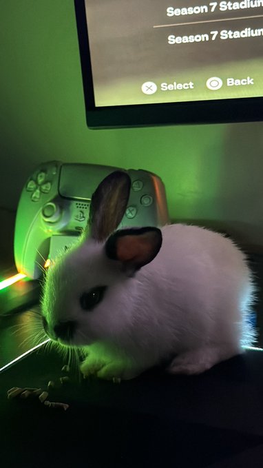 A fluffy white rabbit sits beside a PlayStation controller bathed in green light, with a screen displaying "Season 7 Stadium" behind it. The caption "how did zuri taste?" adds a darkly humorous twist, joking that the rabbit named Zuri was eaten—a rabbit in a gaming setup is an unusual sight, making the morbid one-liner land.