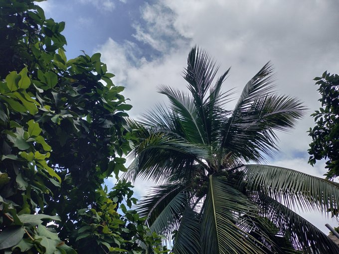 An upward-facing photograph of a tall palm tree surrounded by leafy green foliage against a partly cloudy blue sky.