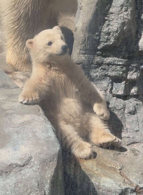 A young polar bear cub lounges adorably on a rocky surface, looking completely relaxed and carefree against the rugged stone backdrop—capturing that blissful, "this is the life" vibe of someone reminiscing about easy crypto gains.