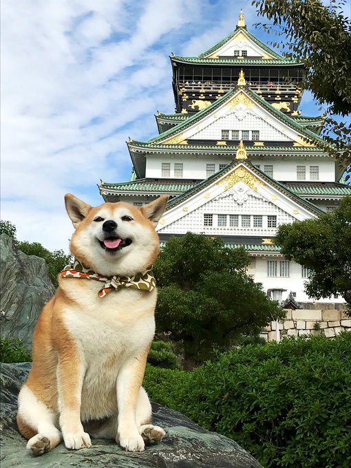 A smiling Shiba Inu dog wearing a patterned bandana sitting on a rock in the foreground, with a traditional Japanese castle (appearing to be Osaka Castle) visible in the background against a partly cloudy blue sky.