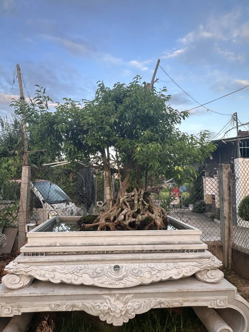 An ornately carved white stone planter holding a meticulously shaped bonsai tree with exposed aerial roots, set against a blue sky.