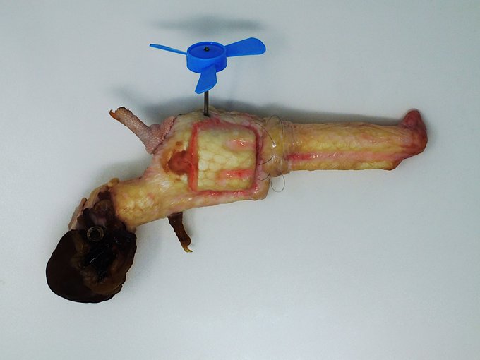 A dissected, skinned frog specimen lies on a white surface with a small blue toy helicopter propeller attached to its back via a wire.