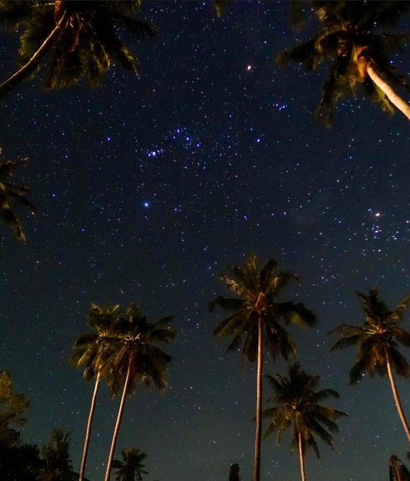The image features a night sky with stars, palm trees, and a caption about a newbie to tezos. The starry sky serves as a backdrop for the tall palm trees that are visible in the foreground of the photo. The caption provides context or information related to the image's content, such as a link to a tez website or an interesting fact about the stars.